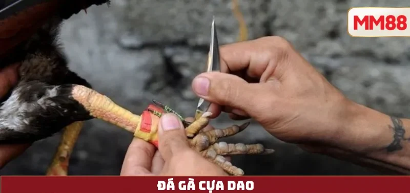 Đá Gà Cựa Dao